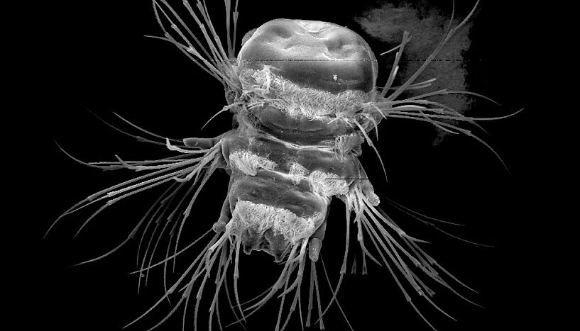 Fig. 1: Larva of the marine annelid Platynereis dumerilii, scanning electron micrograph