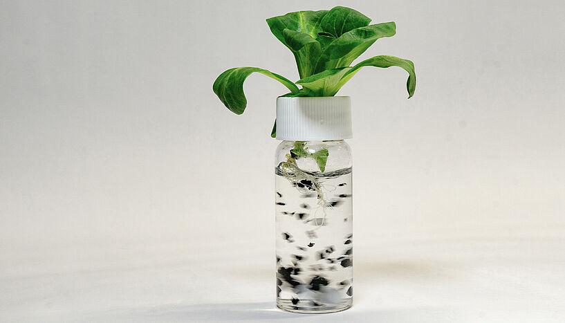 A plant is stuck in a liquid-filled jar. There are also black balls floating in it.
