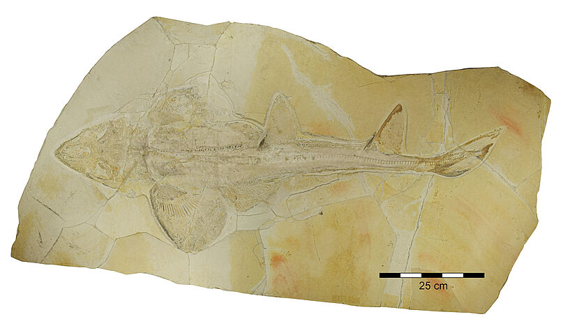 Abb. 1: Fossil des spätjurassischen Hais Protospinax