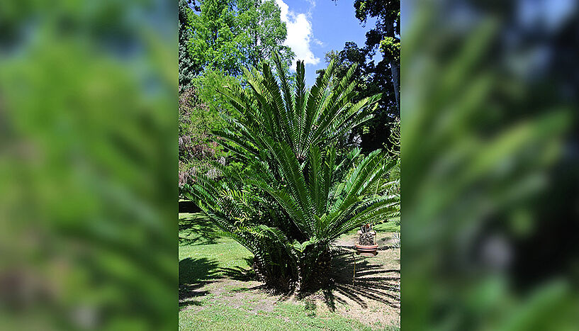 Abb. 1: African cycad Encephalartos altensteinii Lehm in the Botanical Garden of the University of Naples "Federico II"