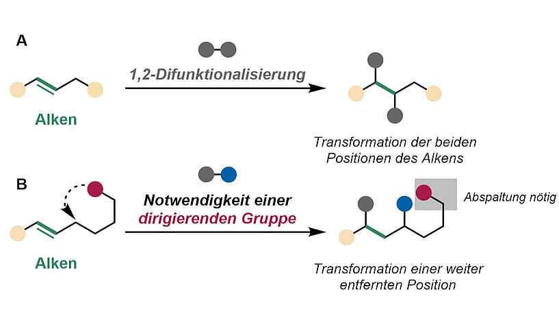 Abb. 1: Darstellung der klassischen Reaktionen von Alkenen. A) 1,2-Difunktionalisierung. B) Transformationen weiter entfernter Positionen benötigten bisher dirigierende Gruppen.