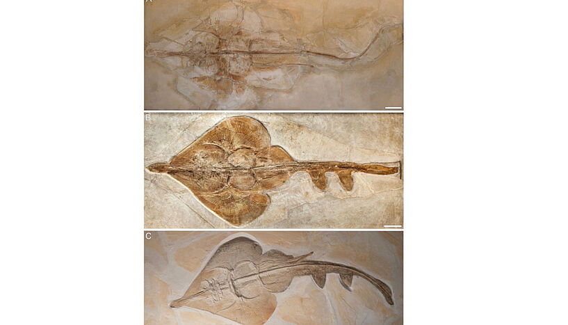 Abb. 1: Abbildungen von Fossilien des Aellopobatis bavarica.