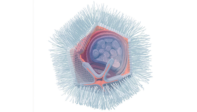 Abb. 1: Illustration des Naegleriavirus basierend auf elektronenmikroskopischen Aufnahmen.