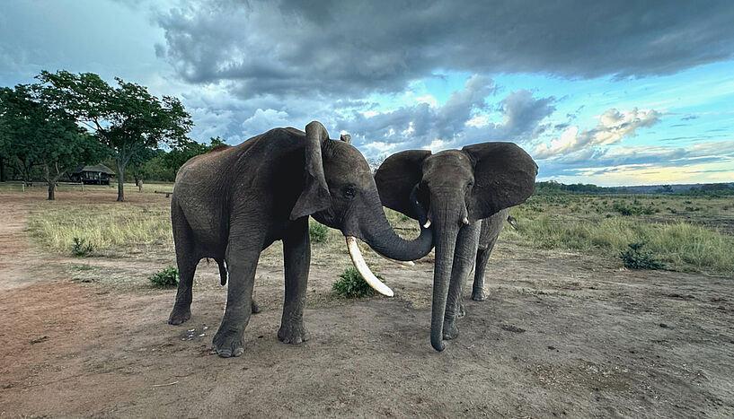 Abb. 1: Bild von zwei Elefanten. Doma (Männchen) und Kariba (Weibchen) begrüßen sich. Doma berührt Karibas Schläfendrüse, während er mit den Ohren wackelt, und Kariba hält ihre Ohren gespreizt.