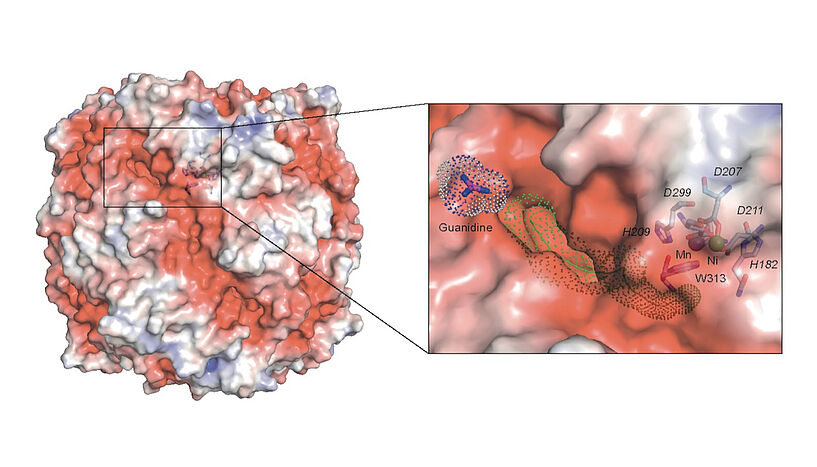 Fig. 1: Structure of the guanidinase enzyme of the comammox species Nitrospira inopinata, which converts guanidine into urea.