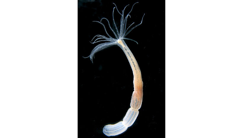 Fig. 1: A single Nematostella polyp.