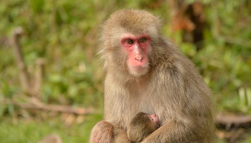 Fig. 1: A female Japanese macaque nursing her few days old infant.