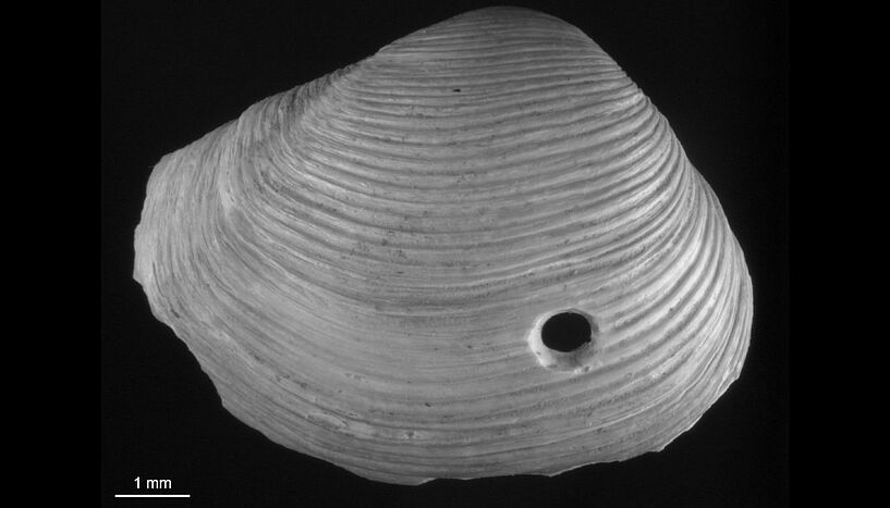 Fig. 1: Bivalve shells.