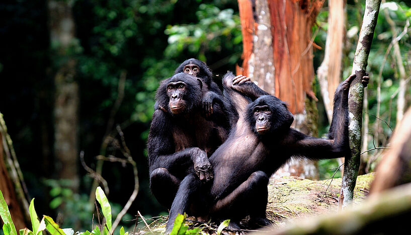 Abb. 1: Bonobo Familie, C: Martin Surbeck, Kokolopori Bonobo Research Project