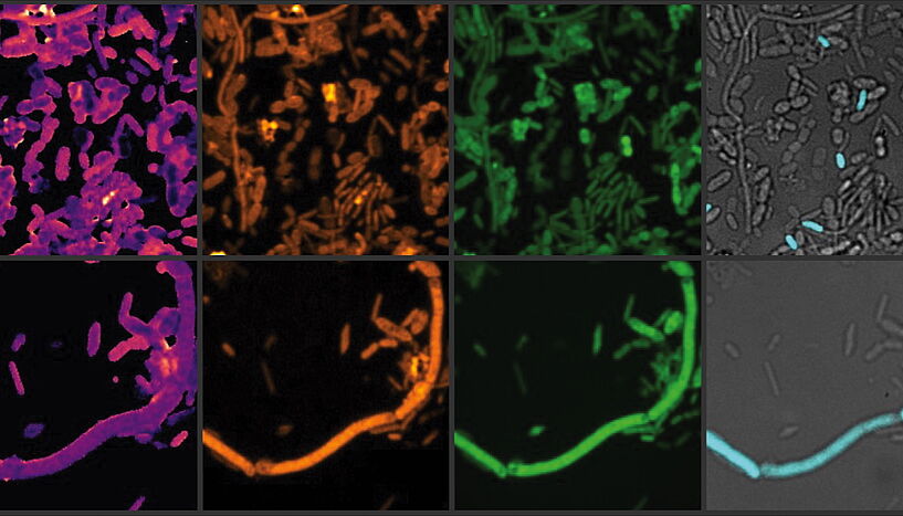 Fig. 1: Chemical imaging of active gut microbes.