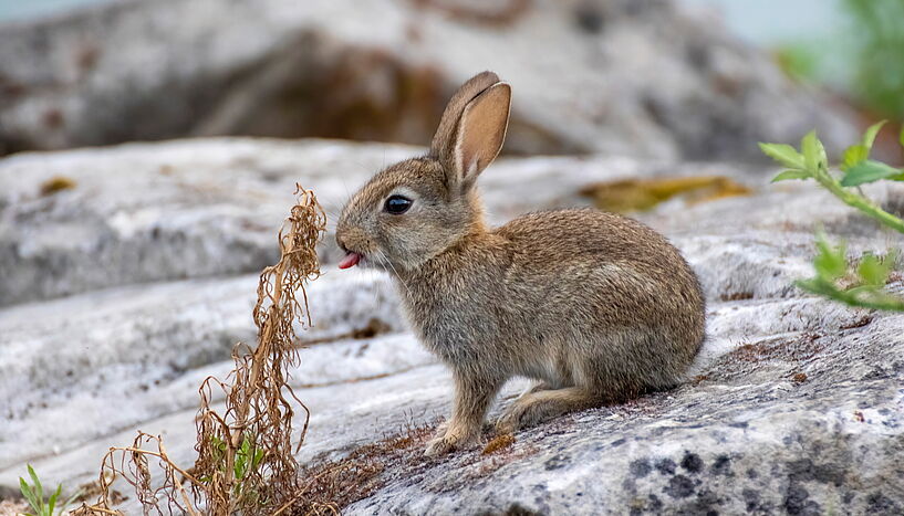 Abb. 1: Bild eines Wildkaninchens