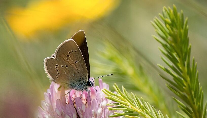 Schmetterling auf Blüte