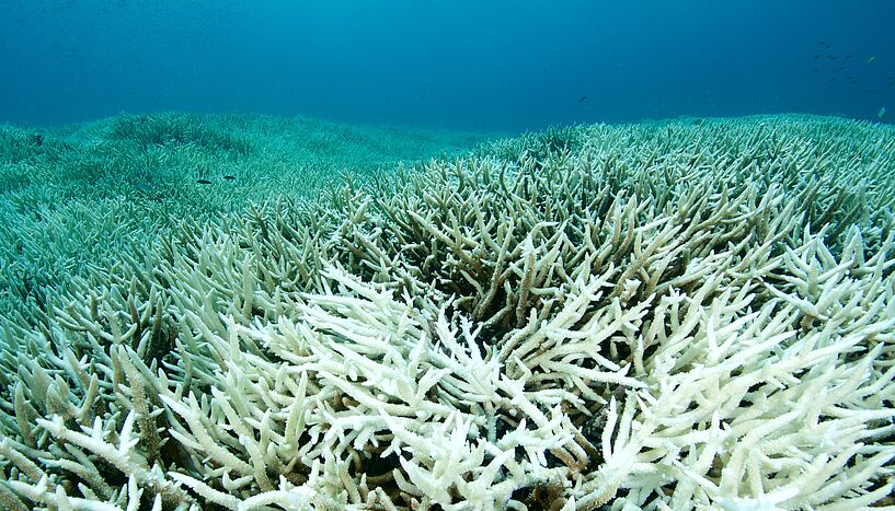 Korallen im Meer, die von Korallenbleiche betroffen sind. Die toten Tiere sind monoton weiß/grau im türkisen Meer.