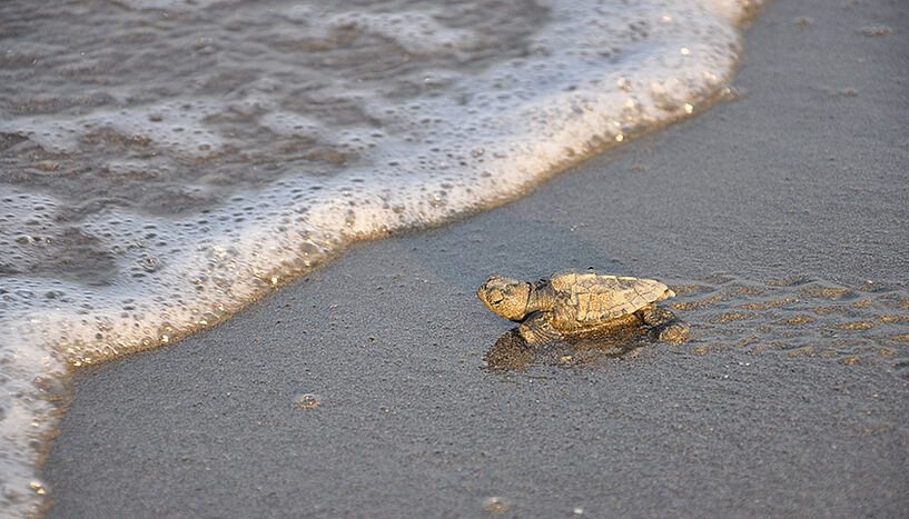 Loggerhead sea turtle