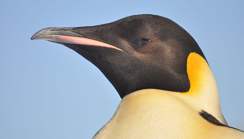 The researchers have found out, that some individuals leave their home colony to ensure genetic diversity among the emperor penguins. (Copyright: Celine Le Bohec).