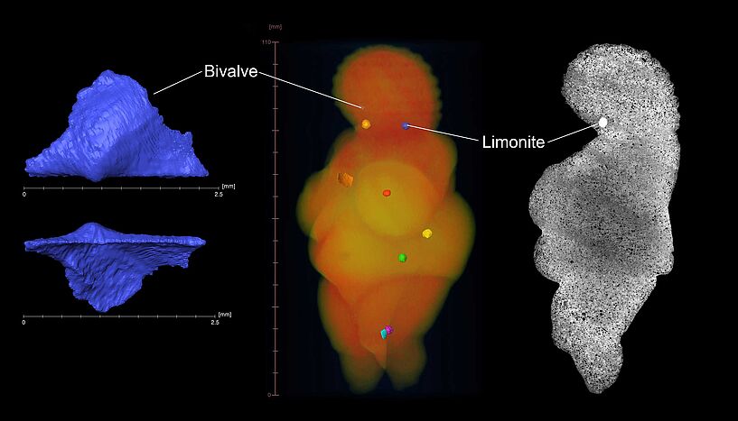 Bilder aus der Mikro-Computer-Tomographie der Venus.
