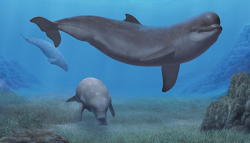 Fig. 2: Reconstruction of a marine landscape of the Early Pliocene (5.1-4.5 million years ago) off the coast of Tuscany (central Italy) showing the monodontid Casatia thermophila and the sirenian Metaxytherium subapenninum - two of the many species that were only found in the Mediterranean Sea after the reopening of the gateway to the Atlantic. 
