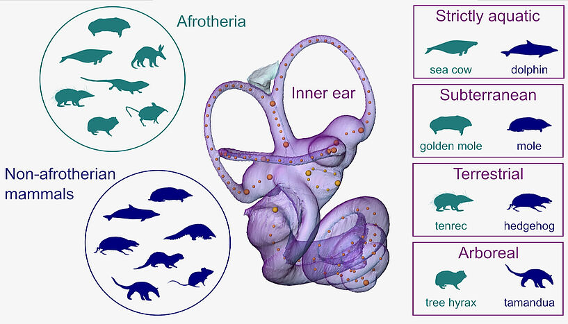 Fig. 3: The shape of the osseous moulding of the inner ear, the organ of hearing and balance (represented here by a mouse deer ear, with landmarks that capture the shape). 