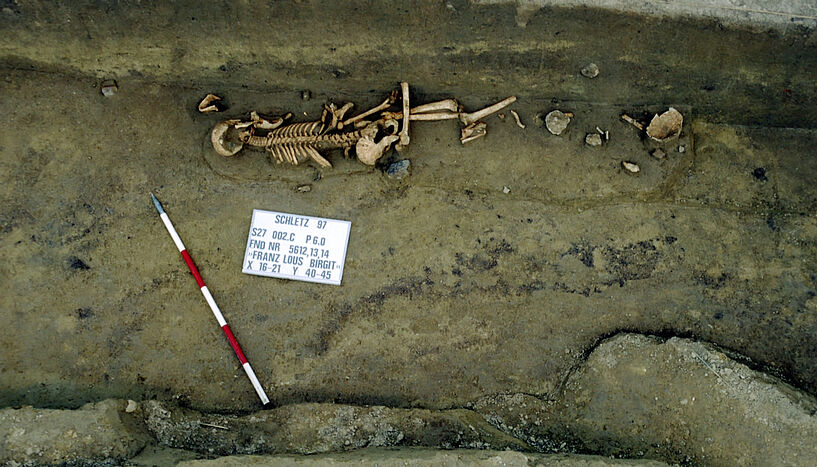 Fig. 3: Skeletons from the Asparn-Schletz Massacre 
