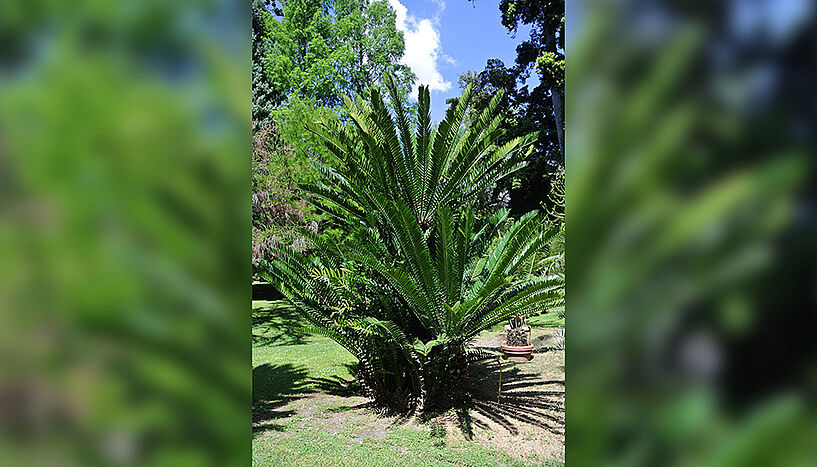 Abb. 1: Bild des afrikanischen Palmfarns im botanischen Garten der Universität Neapel
