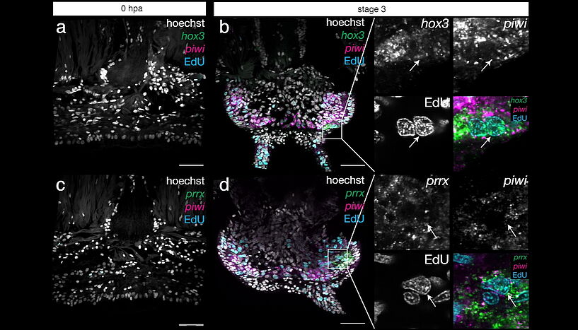 Fig. 2: Visualisation of specific transcripts (green, magenta) confirmed the identification of different stem cell populations proliferating in regenerating worm tails (cyan). 
