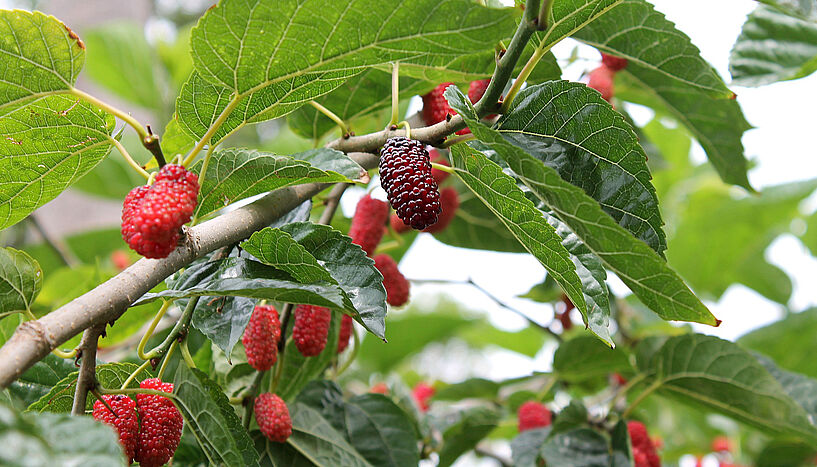Früchte am Maulbeerbaum.