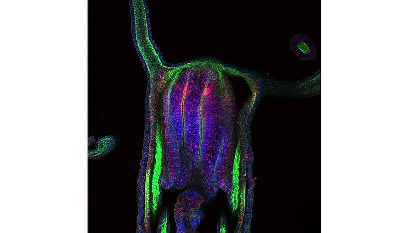 Abb. 2: Optischer Längsschnitt einer Seeanemone mit nanos1-transgenen neuronalen Zellen (rot) in beiden Zellschichten.  Muskeln sind grün angefärbt, Zellkerne in blau. 