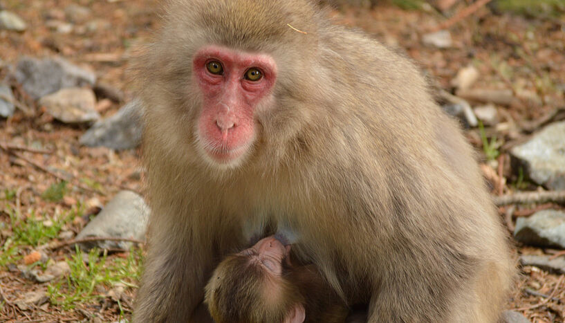 Fig. 2: A female Japanese macaque nursing her few weeks old infant. 
