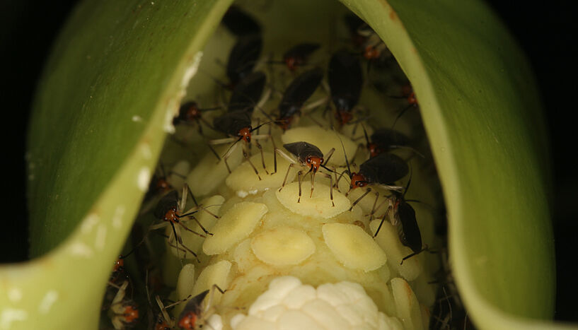 Abb.3: Mirid bug pollinators on female flowers of Syngonium 
