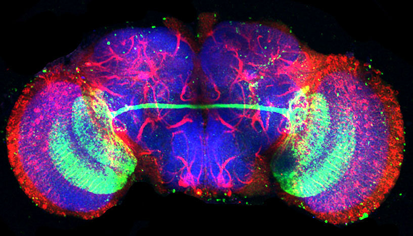 Nervenbahnen im Gehirn der Drosophila Fliege