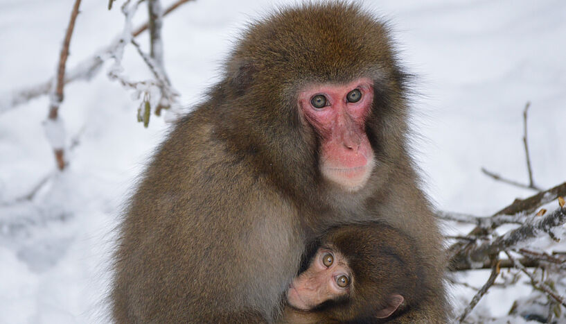 Fig. 3: A female Japanese macaque nursing her six-month-old infant in winter. 