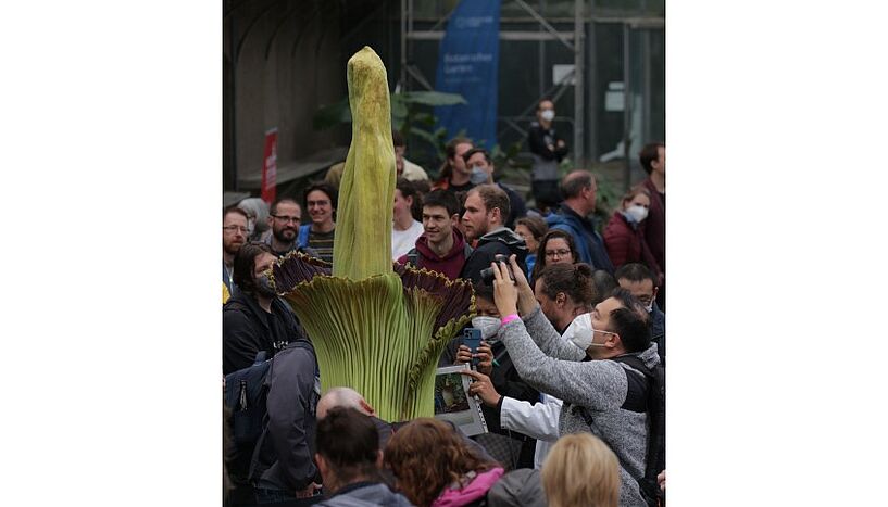 Pflanze Titanenwurz im Kalthaus des Botanischen Gartens