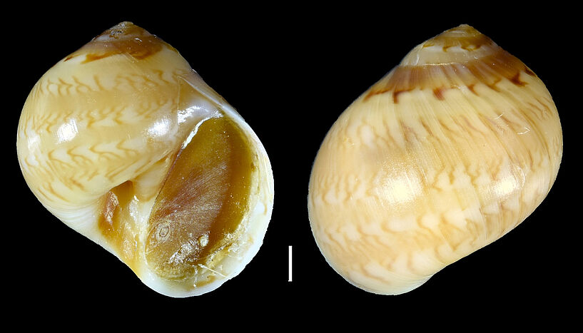 Fig. 3: Euspira nitida, a predatory snail. 
