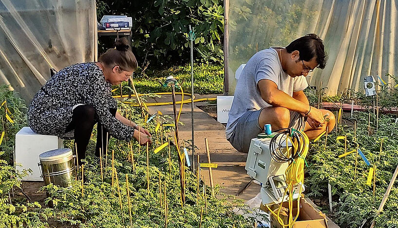 Fig. 1: The Viennese authors of the Study: l.t.r. Anke Bellaire and Arindam Ghatak collected chickpea leaves from the field and measured the physiological parameters 
