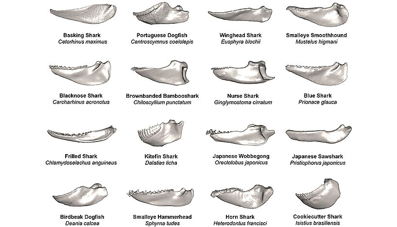 Eine Zusammenstellung von 16 verschiedenen 3D-Rekonstruktionen von Haikiefern: Basking Shark (Cetorhinus maximus), Blacknose Shark (Carcharhinus acronotus), Frilled Shark (Chlamydoselachus anguineus), Birdbeak Dogfish (Deania calcea), Portuguese Dogfish (Centroscymnus coelolepis), Brownbanded Bambooshark (Chiloscyllium punctatum), Kitefin Shark (Dalatias licha), Smalleye Hammerhead (Sphyrna tudes), Winghead Shark (Eusphyra blochii), Smalleye Smoothhound (Mustelus higmani), Nurse Shark (Ginglymostoma cirratum), Blue Shark (Prionace glauca), Japanese Wobbegong (Orectolobus japonicus), Japanese Sawshark (Pristiophorus japonicus), Horn Shark (Heterodontus francisci), Cookiecutter Shark (Isistius brasiliensis)