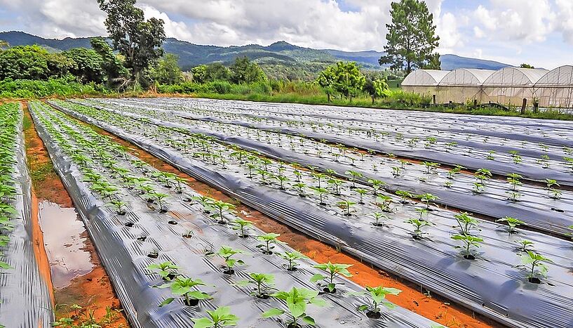 A mulch film covering cultivated fields