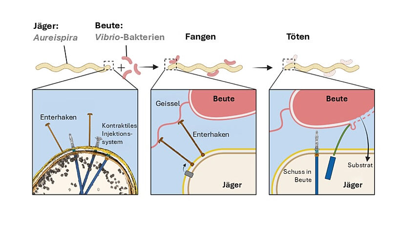 Abb. 3: So fängt und tötet Aureispira seine Beute