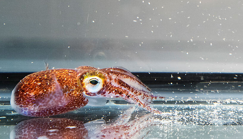 Ein kleiner gepunkteter Tintenfisch am Boden eines Aquariums. 
