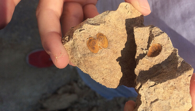 Fig. 5: Cast of a bivalve shell preserved in 6.5-million year old sediment on Crete (Greece). 