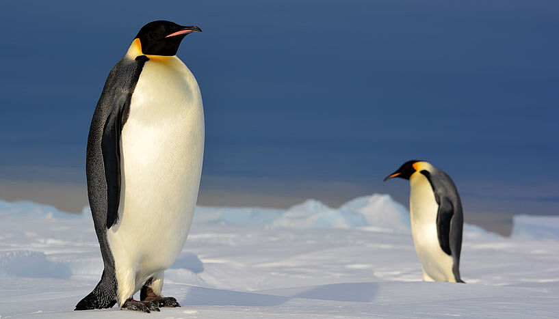 The entire species of these penguins consists of a single, coherent population (Copyright: Fabien Petit).