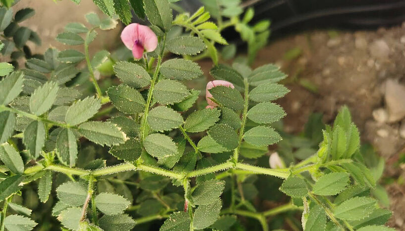 Fig. 2: Chickpea plants grown in the fields of the Vienna city 