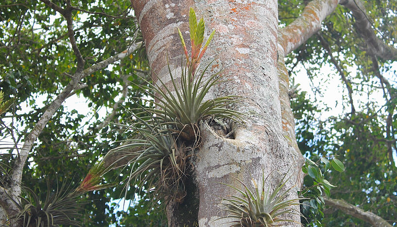 Abb. 2: Tillandsia leiboldiana, gewachsen in der Bromeliensammlung des Botanischen Gartens der Universität Wien. 