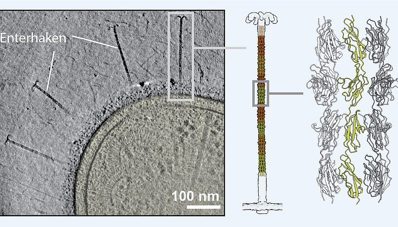 Abb. 2: Die Struktur der Enterhaken von der zellulären (l.) bis zur molekularen Ebene (r.).  
