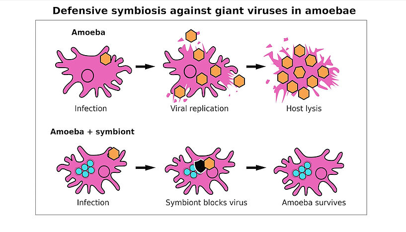 Abb. 2: Graphical abstract of the study
